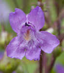 Sharpsepal beardtongue